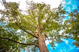 Best Weed Control  in Middle Valley, TN