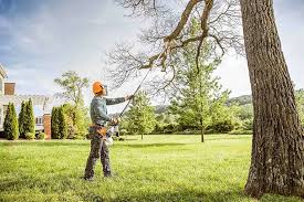 Best Tree Mulching  in Middle Valley, TN