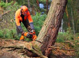 Best Firewood Processing and Delivery  in Middle Valley, TN