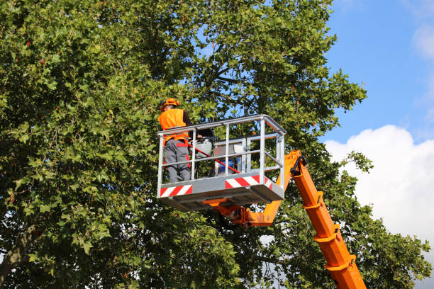 Reliable Middle Valley, TN Tree Removal Solutions