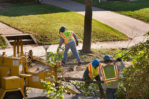 Best Tree Disease Treatment  in Middle Valley, TN