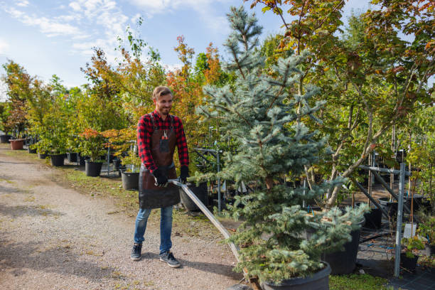 Best Tree and Shrub Care  in Middle Valley, TN