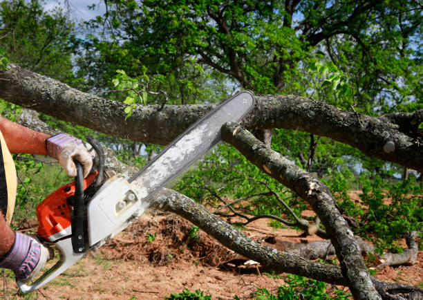 Best Leaf Removal  in Middle Valley, TN